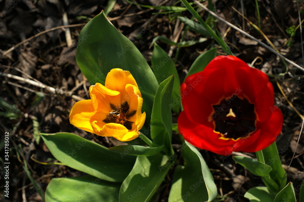 Red and yellow tulips under the bright spring sun Red and yellow tulips under the bright spring sun