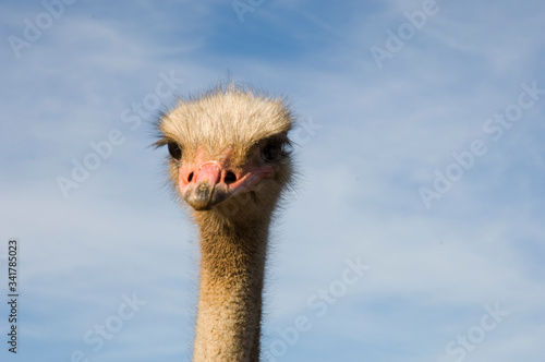 big ostrich in portrait