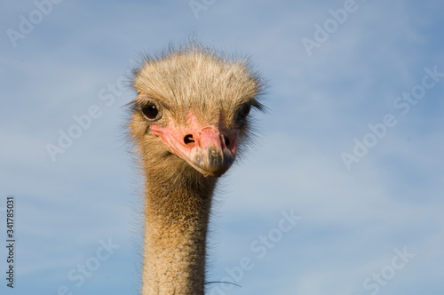 big ostrich in portrait