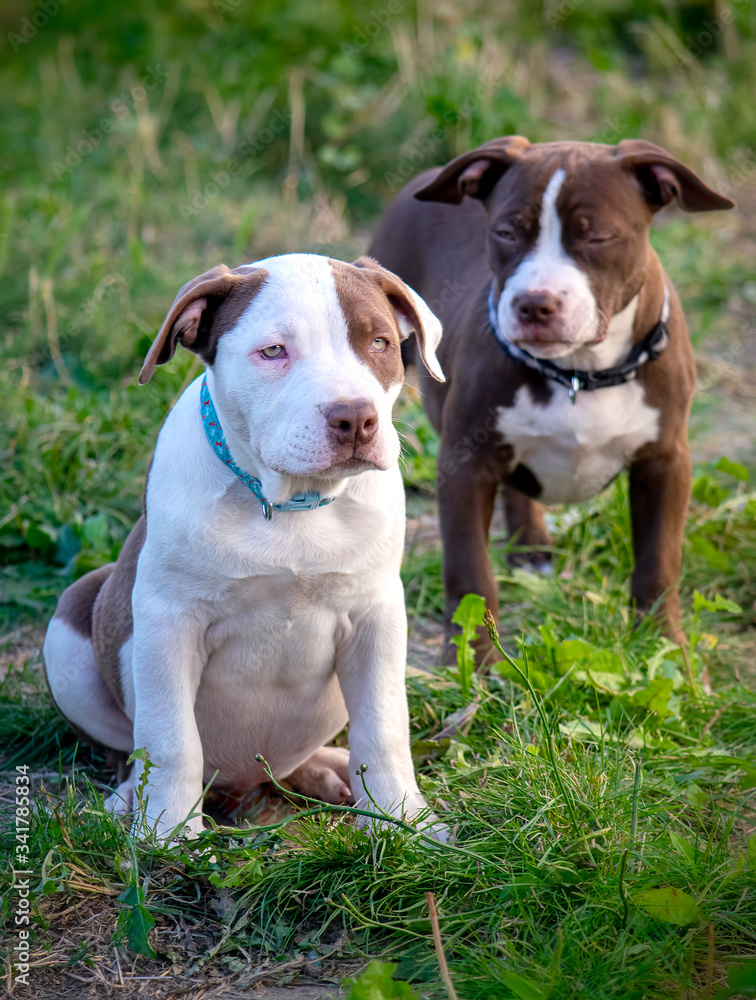 Two miniature american bulldog puppies in the nature