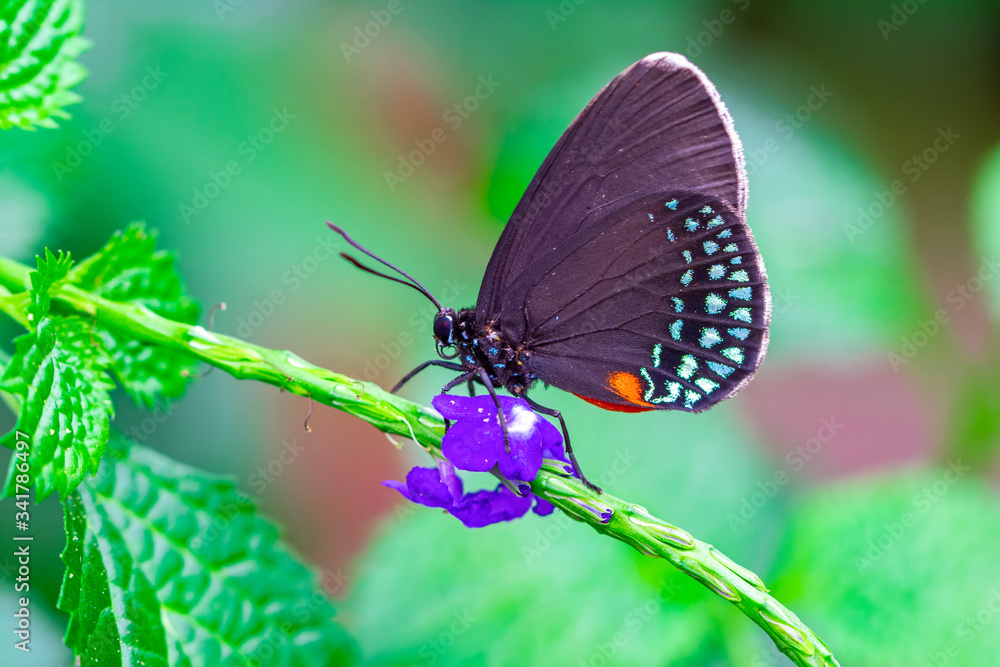 Closeup beautiful butterfly in a summer garden Closeup beautiful butterfly in a summer garden