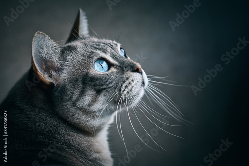 Portrait of Gray Cat with blue eyes on black background
