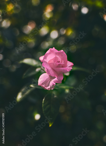 Pink rose details blooming 