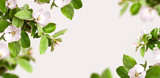 Creative floral nature spring layout. Frame from Beautiful blooming spring twigs with white flowers green leaves on light background flat lay copy space. Springtime concept, flowers composition, bloom