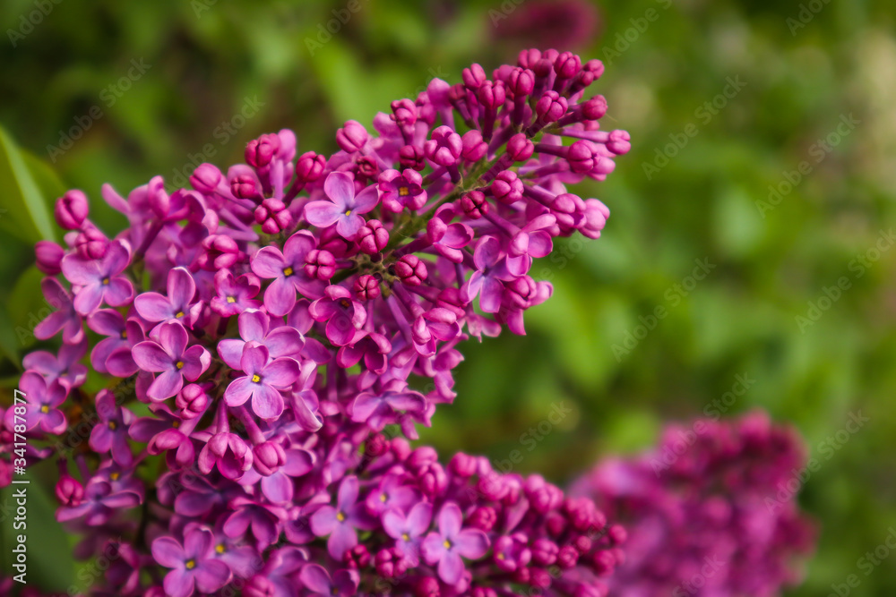 Beautiful lilac flowers on bush, close up Beautiful lilac flowers on bush, close up