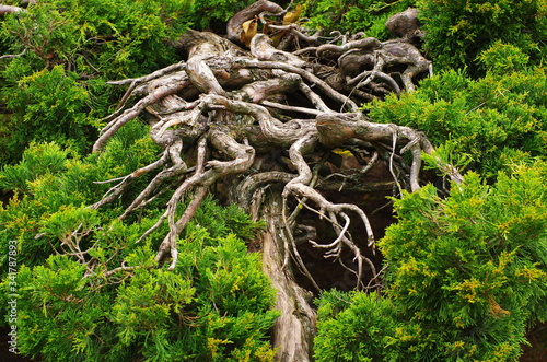 twisted branches of juniper close-up.   natural background texture of bare twisted crooked branches.