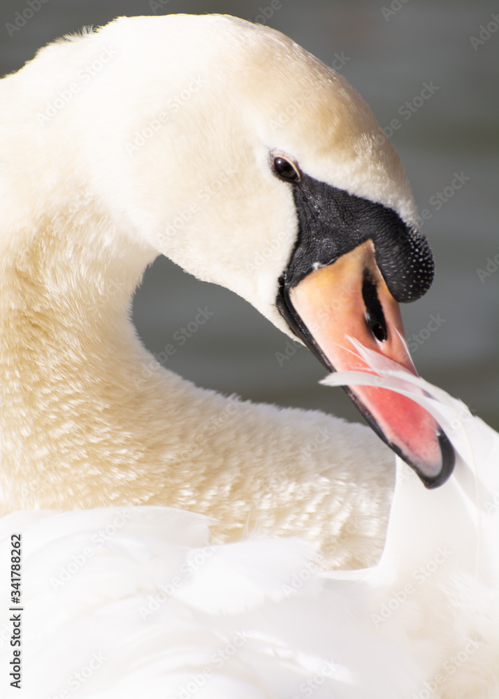 Obraz premium Beautiful portrait of swan. Photograph of swan head taken in England. Soft focus.
