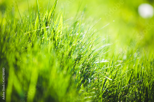 Fresh Green blurred grass background