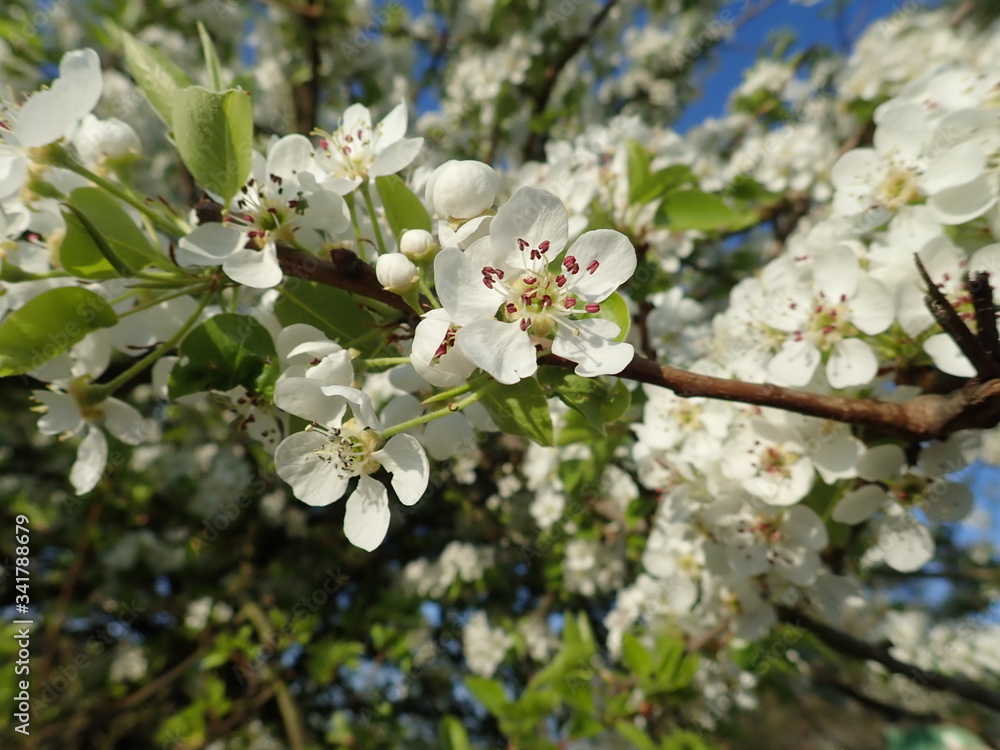 white blossoming cherry tree garden white blossoming cherry tree garden