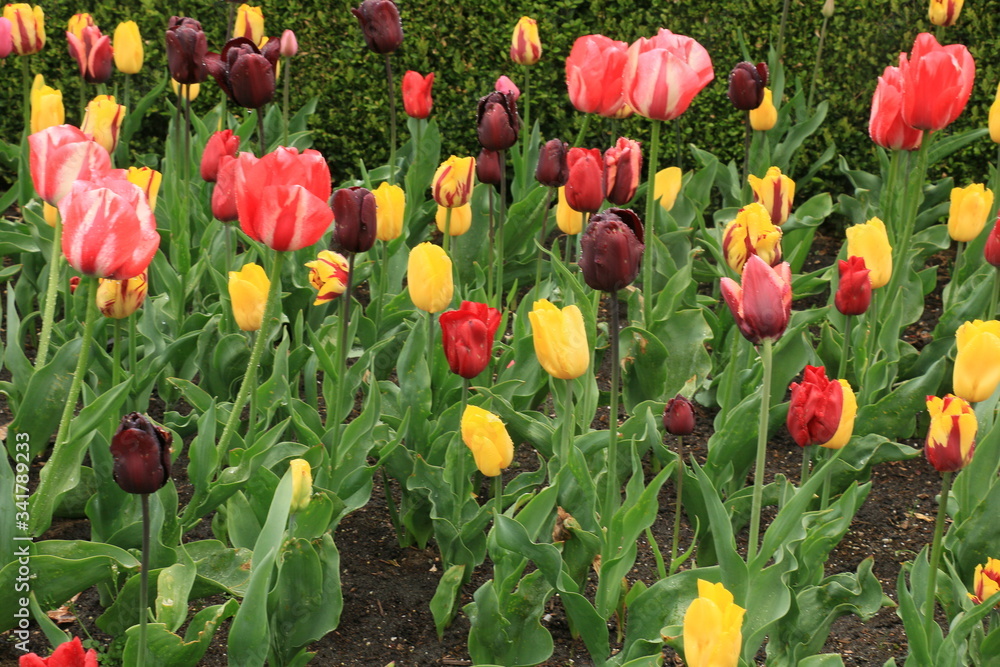 Fototapeta premium Mass of Tulips