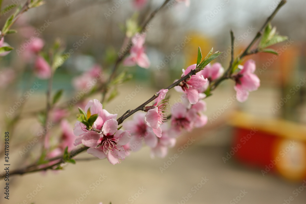 Pink apple flowers and buds. Beautiful blossoming tree in spring time. Blooming orchard Pink apple flowers and buds. Beautiful blossoming tree in spring time. Blooming orchard