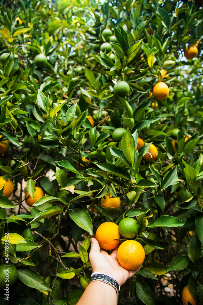Lady's hand touchs oranges in garden, Cyprus Lady's hand touchs oranges in garden, Cyprus