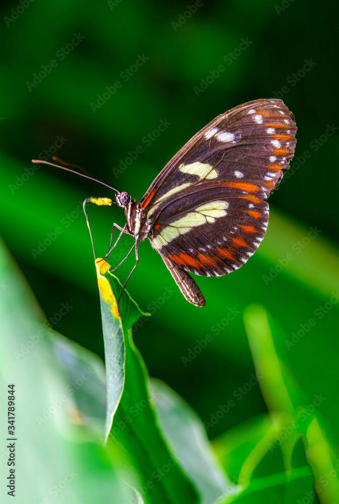 Beautiful heliconius butterfly sitting on flower in a summer garden
Beautiful heliconius butterfly sitting on flower in a summer garden