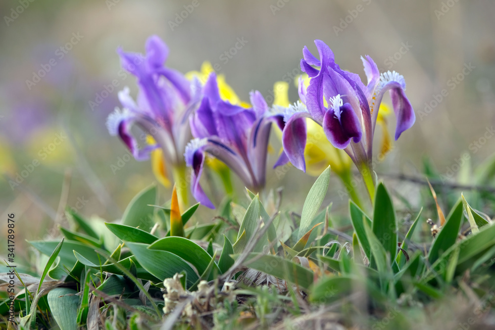 Beautiful purple iris flower (Iris pumila) Beautiful purple iris flower (Iris pumila)