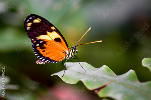 butterfly on a flower