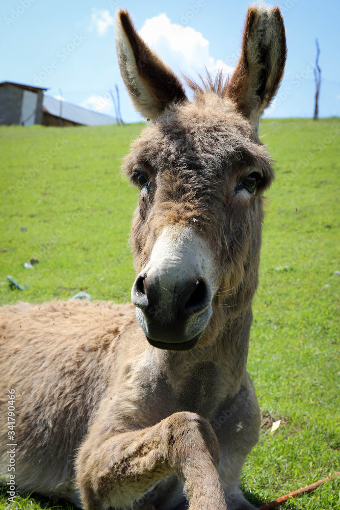 Cute donkey portrait, Kyzyl Oktyabr village, Kyrgyzia Cute donkey portrait, Kyzyl Oktyabr village, Kyrgyzia