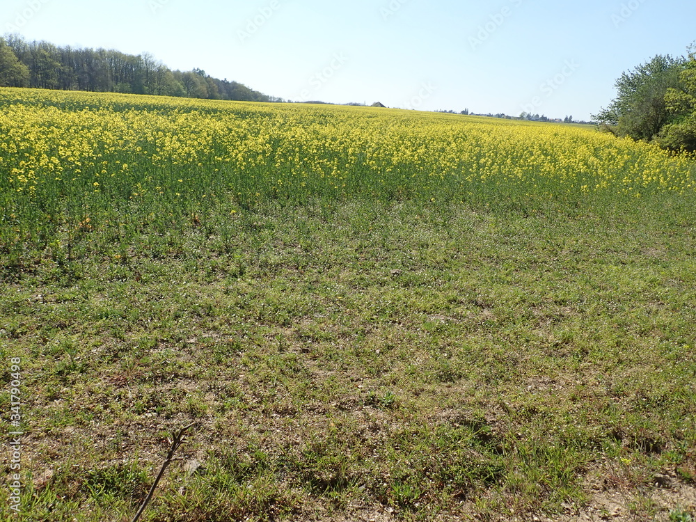 yellow field planted for oil