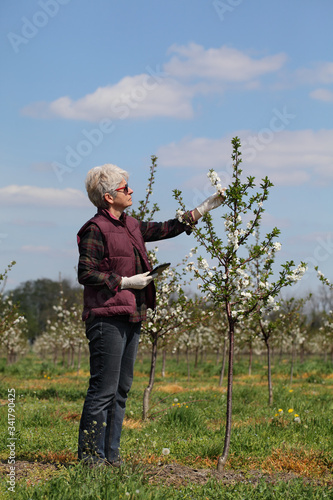 Female agronomist or farmer examining blossoming cherry trees in orchard, with protective gloves on hands and tablet