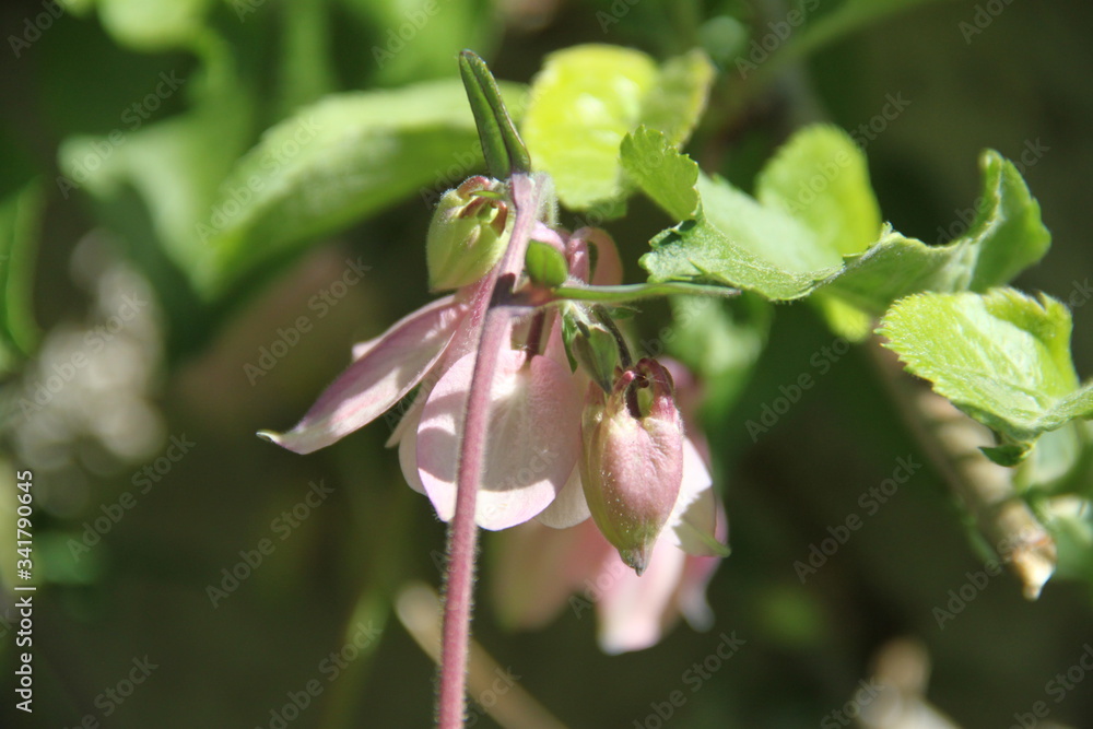 Colorful pastel columbine granny's bonnet spring wildflowers Colorful pastel columbine granny's bonnet spring wildflowers