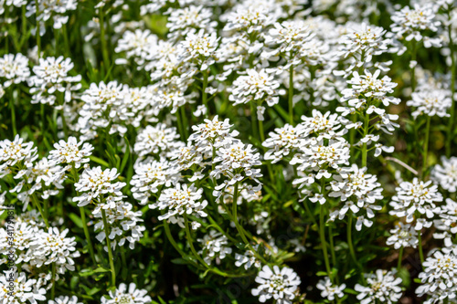 A full frame photograph of white candytuft flowers in the spring sunshine