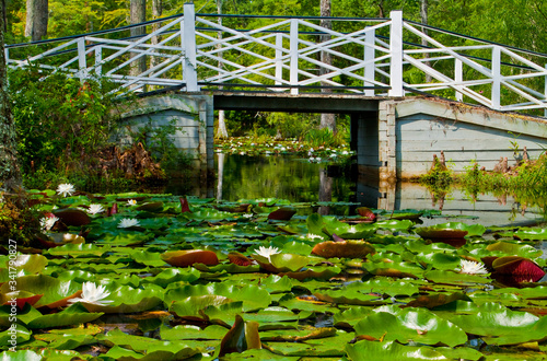 Tela White Bridge Crossing Cypress Swamp With Fragrant Water Lilys  and Lily Pads,Cyp