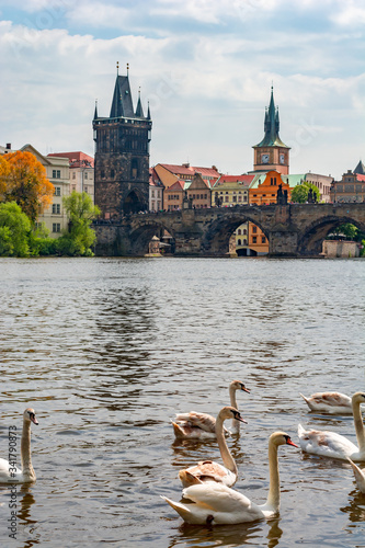 Swans on Vltava river in Prague, Czech Republic