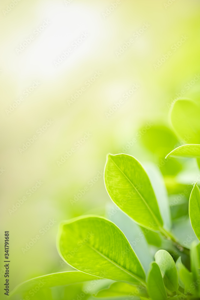 Close up of beautiful nature view green leaf on blurred greenery background under sunlight with bokeh and copy space using as background natural plants landscape, ecology wallpaper concept. Close up of beautiful nature view green leaf on blurred greenery background under sunlight with bokeh and copy space using as background natural plants landscape, ecology wallpaper concept.