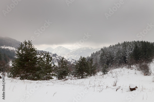 Dry foreground grass covered by snow, evergreen trees and beautiful light on a soft, distant mountain peaks covered by thick clouds
