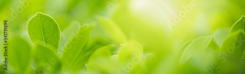 Closeup beautiful nature view of green leaf on blurred greenery background in garden with copy space using as background natural green plants landscape, ecology, fresh wallpaper cover concept.