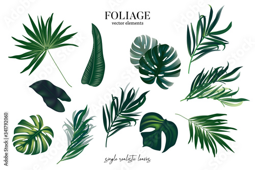 Leaves greenery single arrangement elements, fius. monstera houseplant, palm leaves for spakle luxury  design. Modern abstract art isolated on white background in vector photo