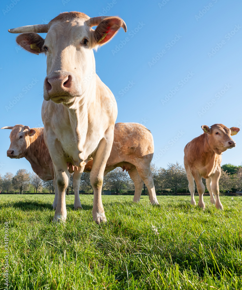 blonde d'aquitaine cows in fresh green spring meadow