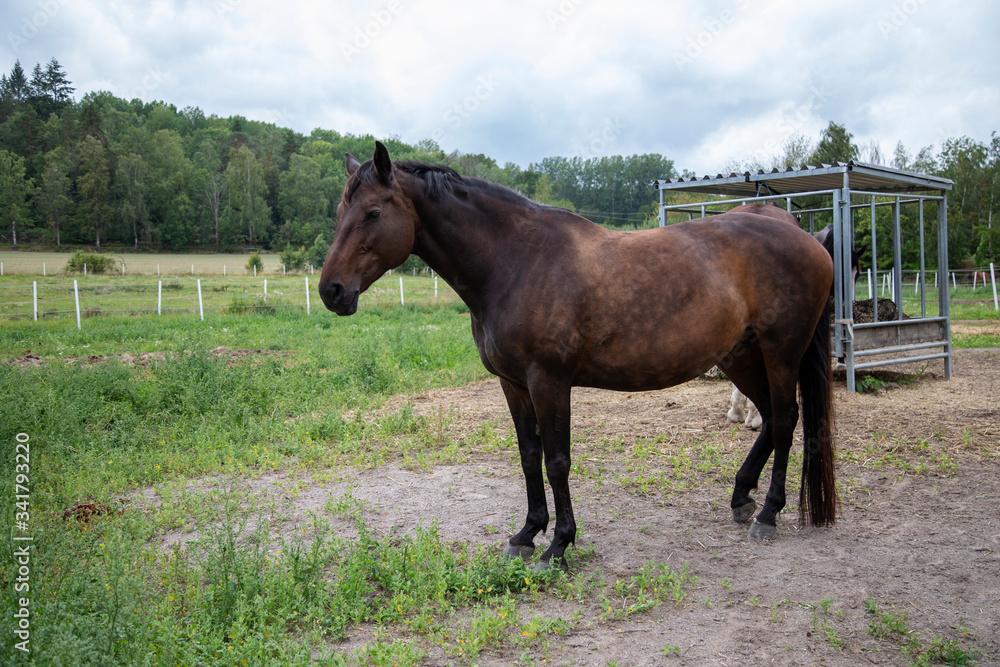 
Brown horse in corral in spring afternoon