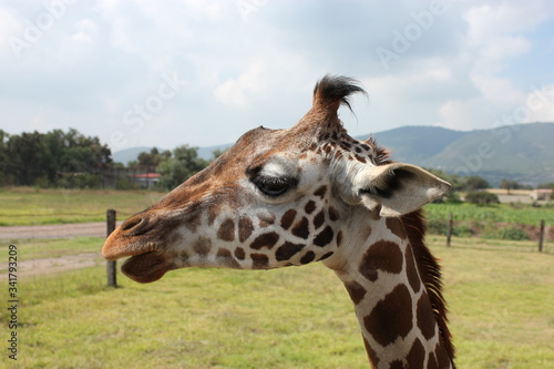 Jirafa, jiraffe, giraffe, giraffa, animal, cuello, mamífero, fauna, zoo, inhospitalario, administrar, naturaleza, safari, alto, anhelar, retrato, café, espacio publicitario, giraffa, giraffa