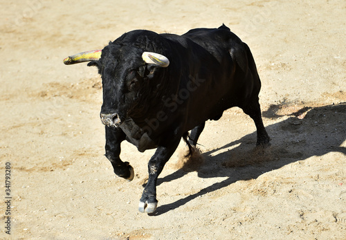 un fuerte toro español