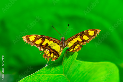 Closeup Malachite (siproeta stelenes) beautiful butterfly in a summer garden