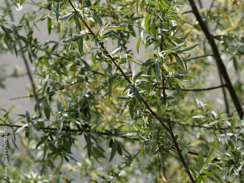 Feuillage vert argenté et chatons vert-jaune du Saule blanc (Salix alba)