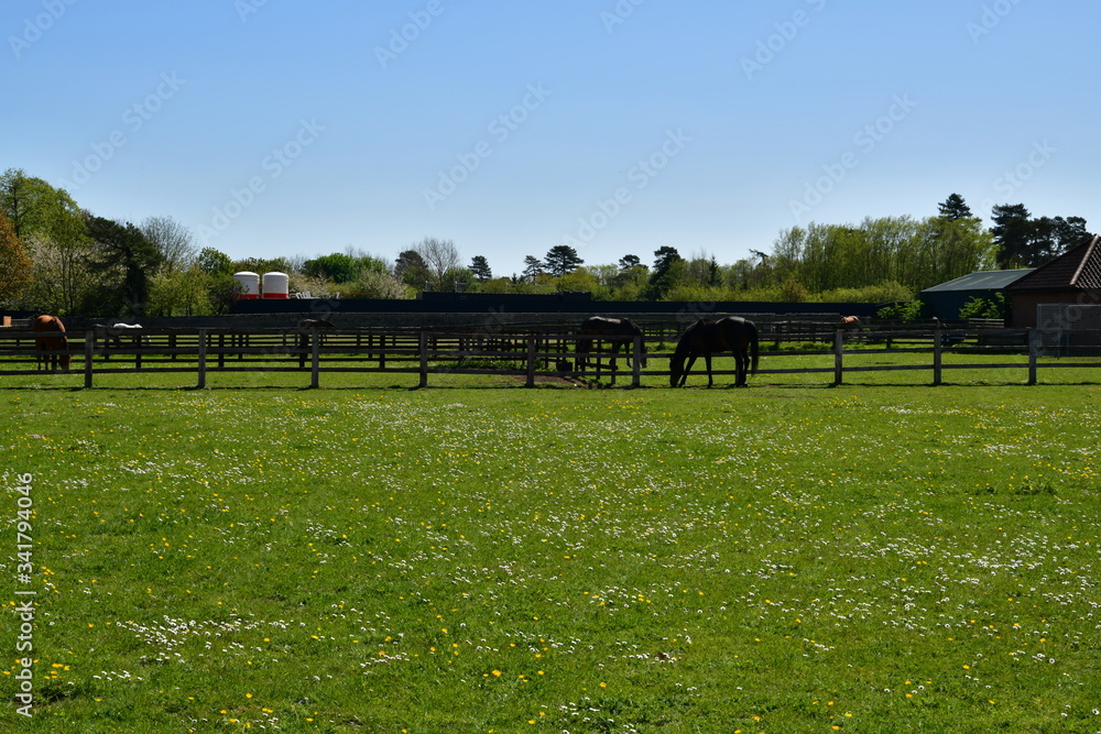 horses on the catwalk spring Newmarket UK