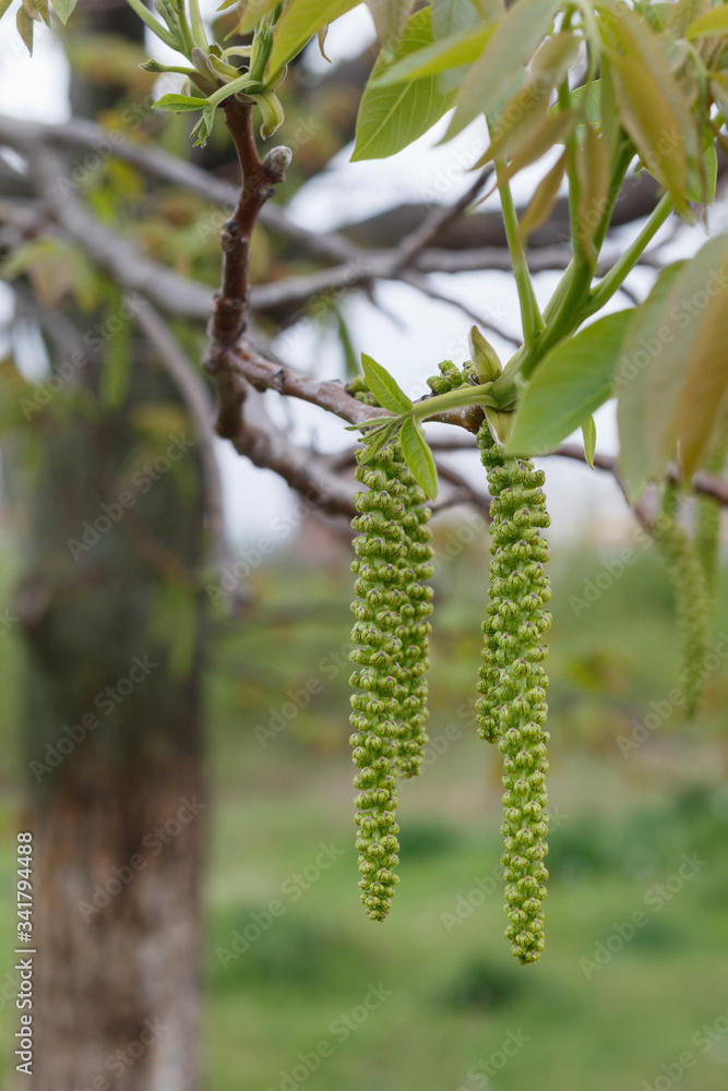 Walnut Spring Blossom Close Up Walnut Spring Blossom Close Up