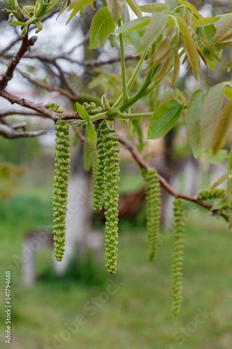 Walnut Spring Blossom Close Up