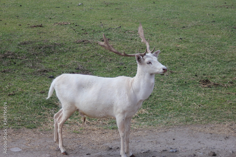 dear, venado, gacela dear, venado, gacela