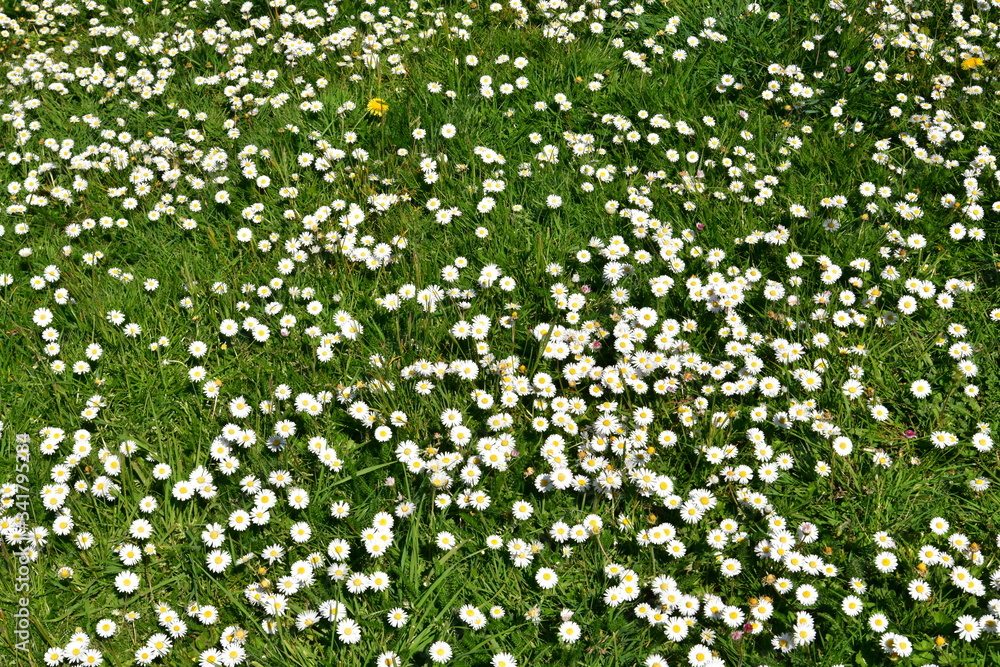 overblown daisies in the meadow