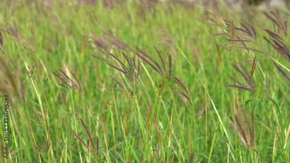 Bright spring green grass sways in the wind against a clear blue sky. spikelets in the grass presses by a strong wind in sunny weather, green field, lawn. blurred bokeh background Bright spring green grass sways in the wind against a clear blue sky. spikelets in the grass presses by a strong wind in sunny weather, green field, lawn. blurred bokeh background