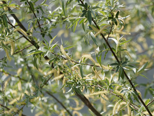 Salix alba - Saule blanc ou saule commun 
