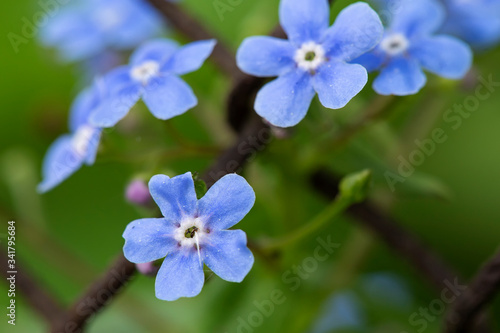 Beautiful, blue, fragrant Myosotis flowers, on a blurred background of greenery and an old rusty chain-link fence. Macro.