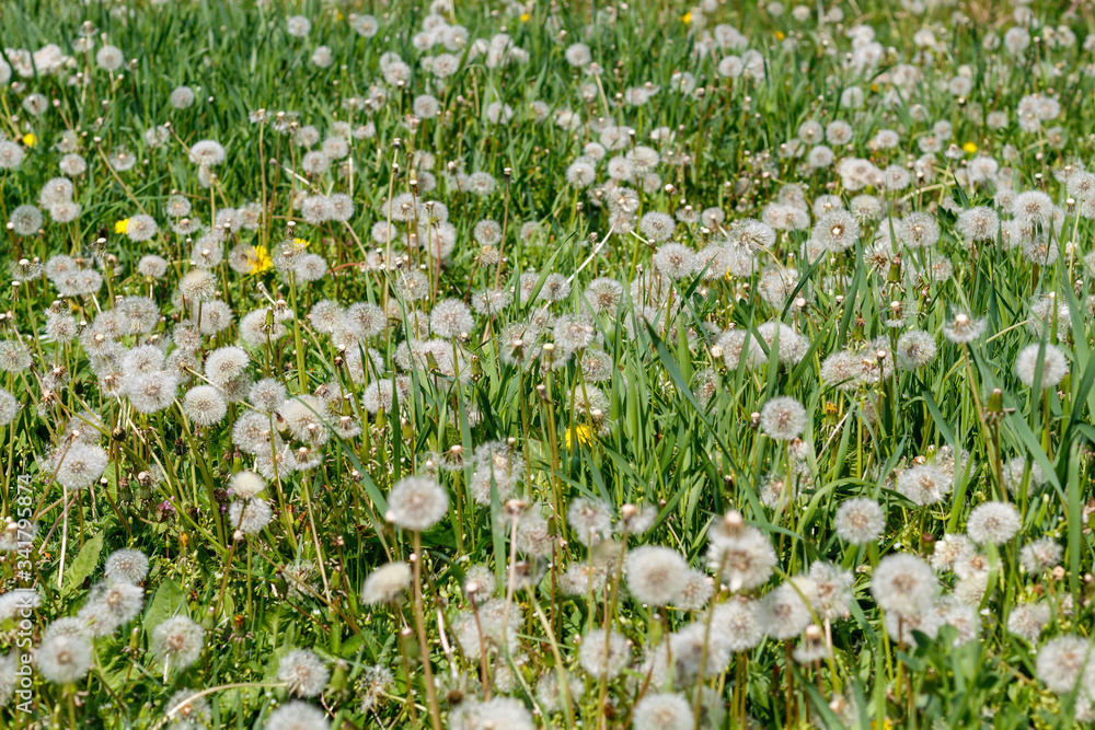 Dandelions in the Field Close Up Dandelions in the Field Close Up