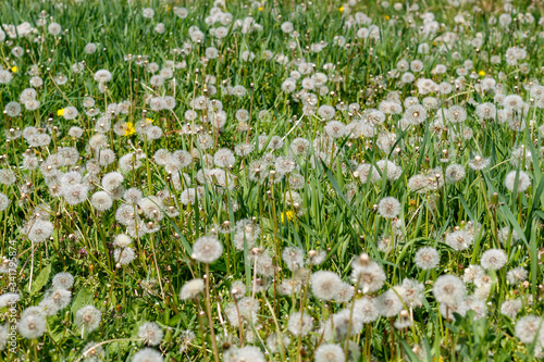 Dandelions in the Field Close Up