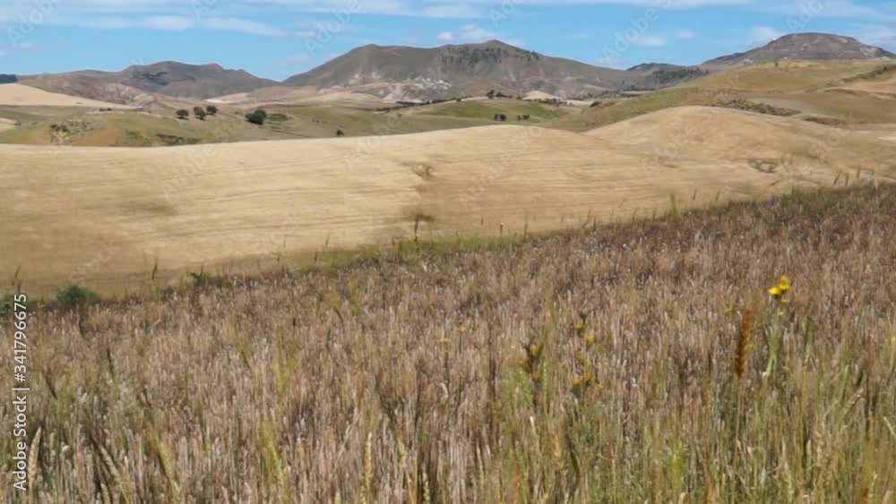 Wheat fields in Sicily. Green in April. Dazzling yellow in summer. Wheat fields in Sicily. Green in April. Dazzling yellow in summer.