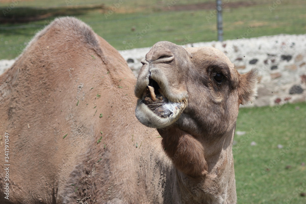 Obraz premium camel, camello