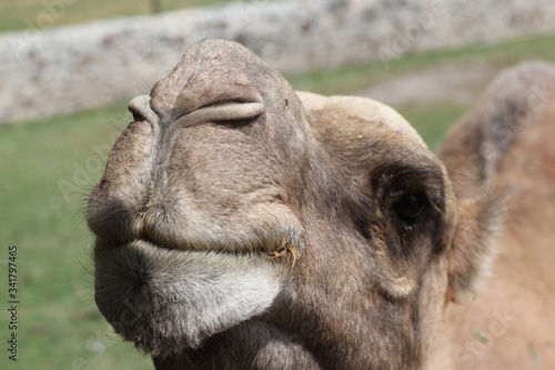 Camel, camello © Roy