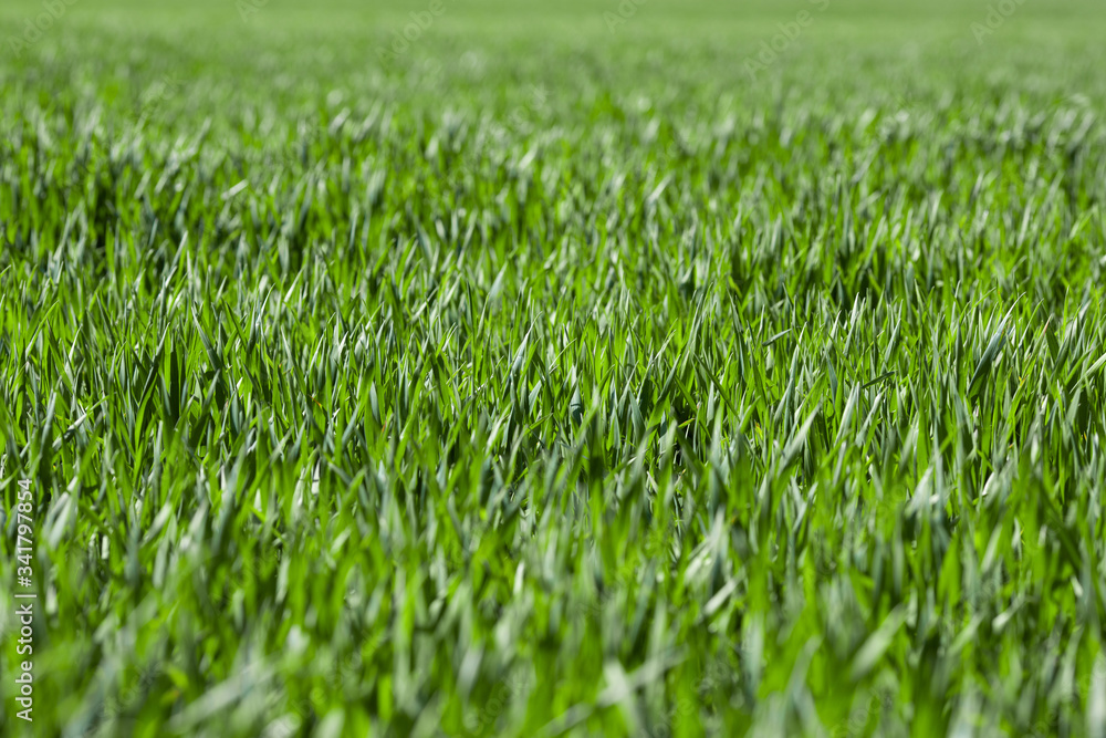 Green field of young winter wheat. Agriculture Green field of young winter wheat. Agriculture